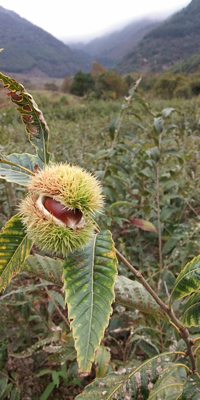 福建特产建瓯锥栗苗，苗木纯正，早中晚品种齐全果实方便回购！