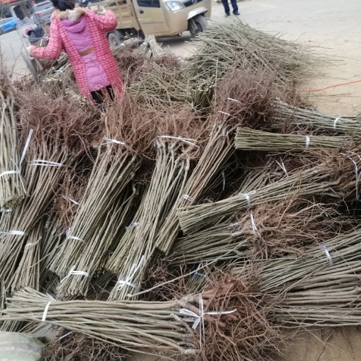广元大红袍板栗苗  嫁接板栗苗，批发兼零售。量大价格详谈！