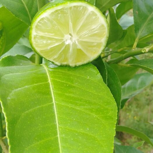 重庆市无籽青柠檬奶茶店专用包邮