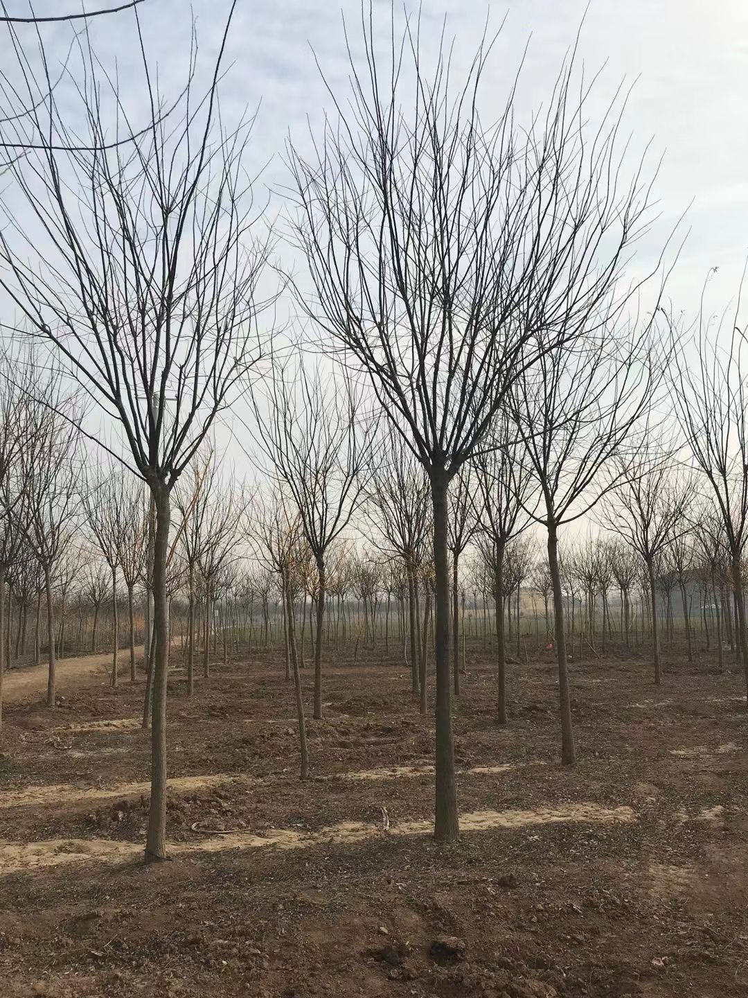 红梅杏。各种绿花苗木供应，质量保证，协助找车，保上车。