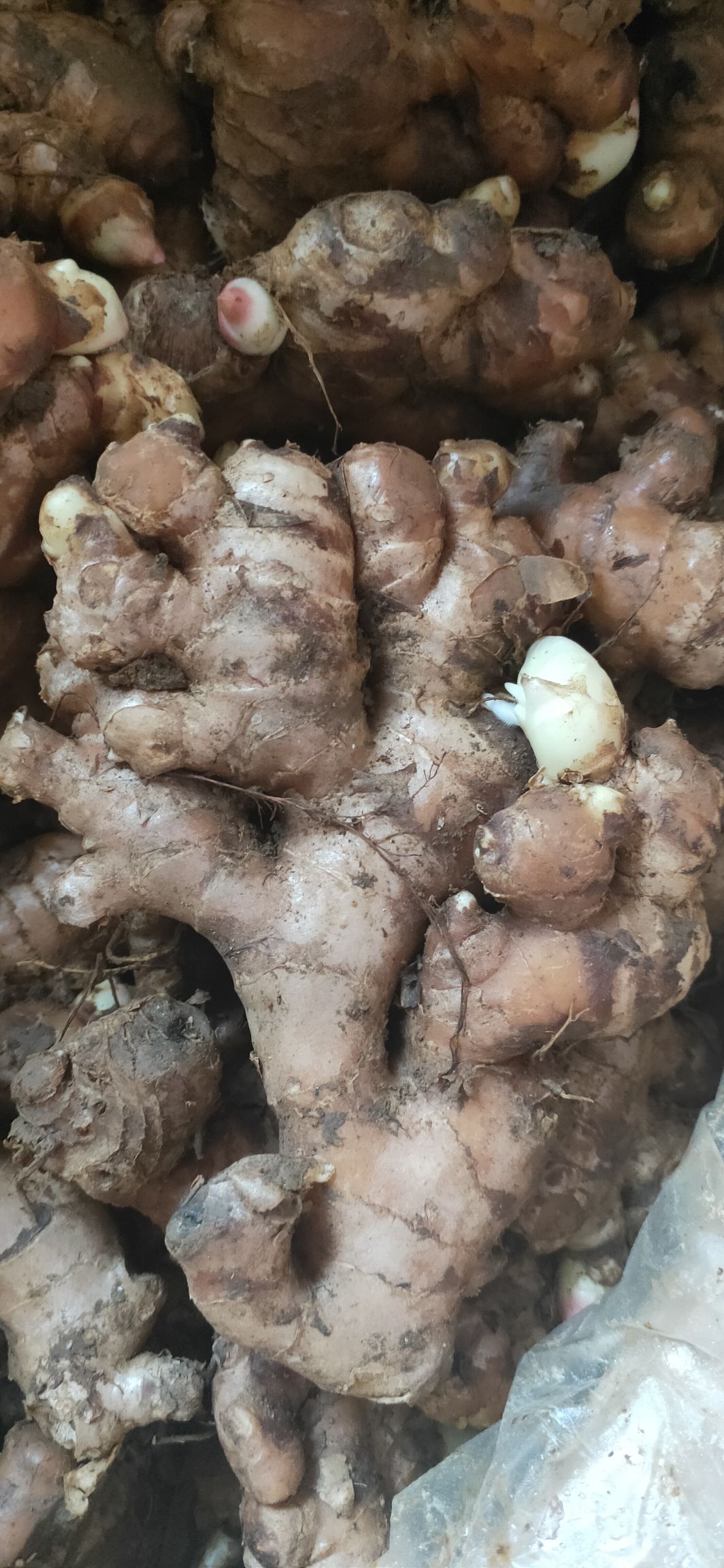  精品！优选缅甸大肉姜姜种，发往钦州10吨