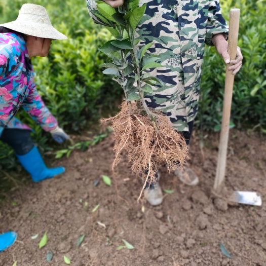 松滋市赣南脐橙苗 长虹纽荷尔脐橙苗 圆虹脐橙苗杯苗土球苗品种保证