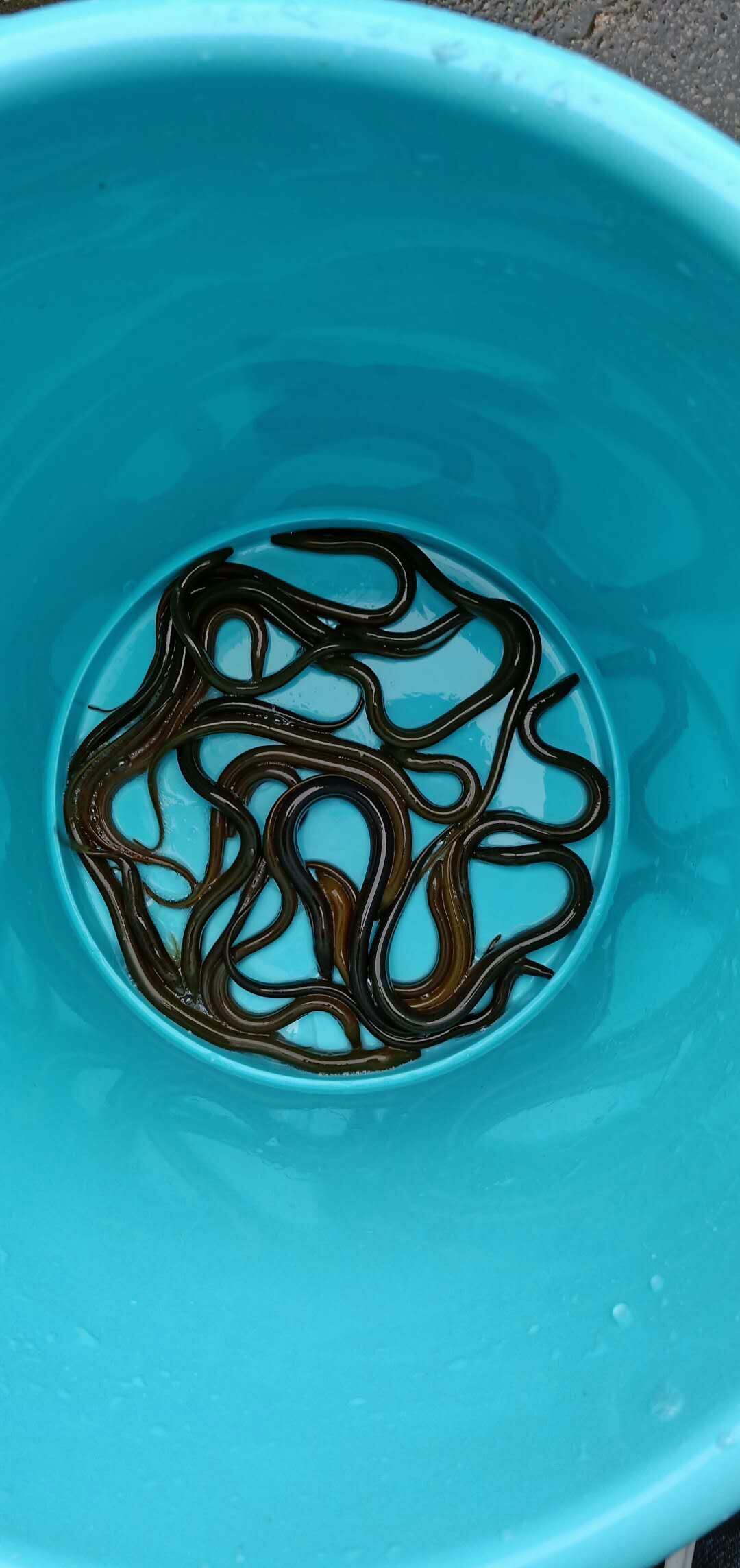 黄鳝苗，各种规格黄鳝苗，提供养殖技术服务，量大可以免费送货。