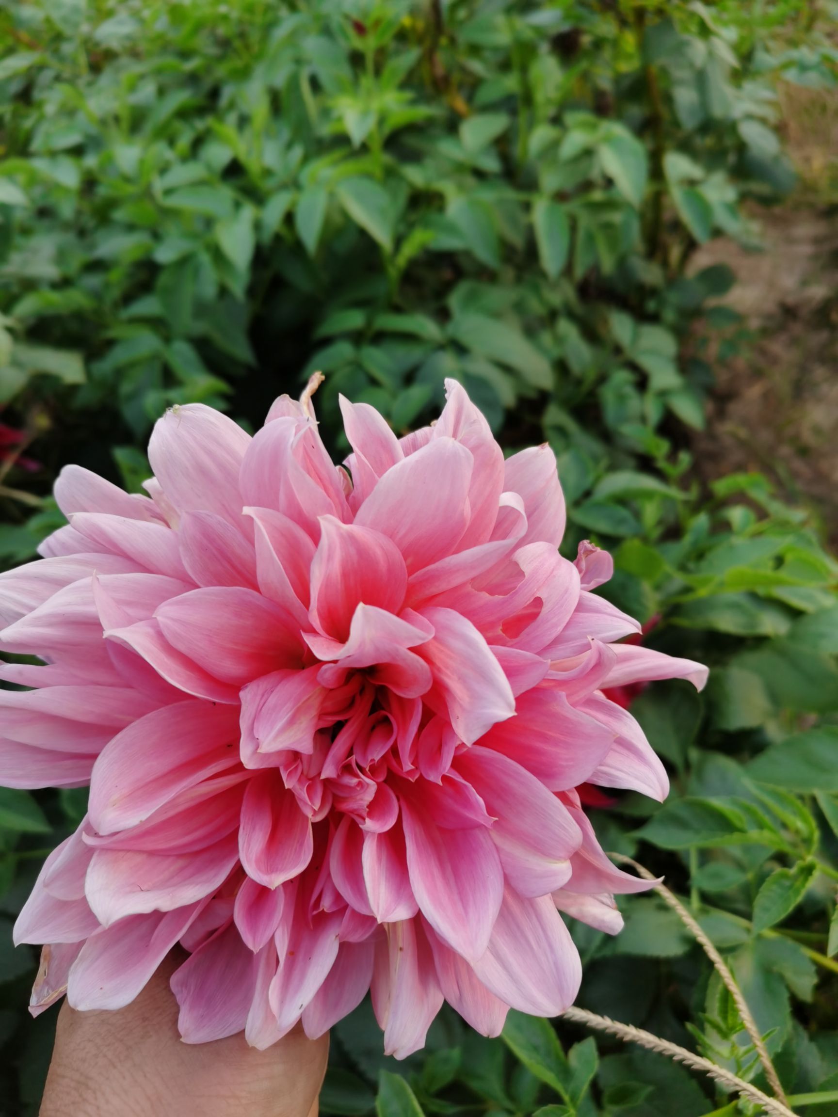 大丽花苗  大丽花种子，