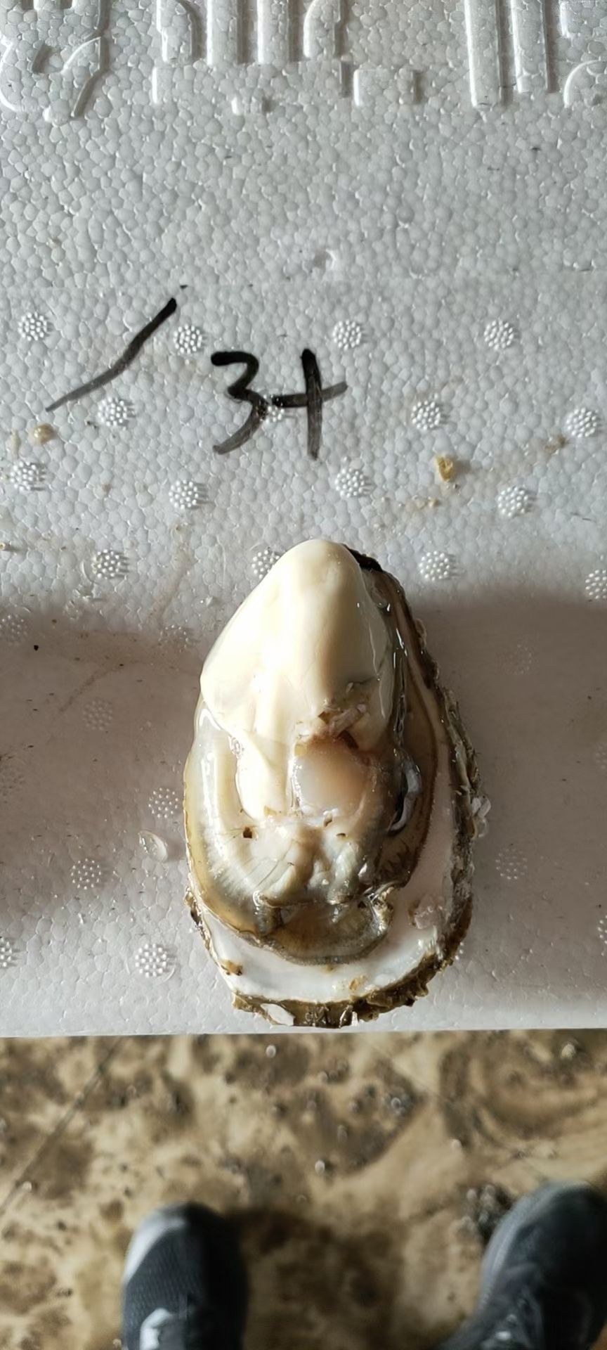 三倍体生蚝 辽宁省大连市普兰店区 鲜活水产