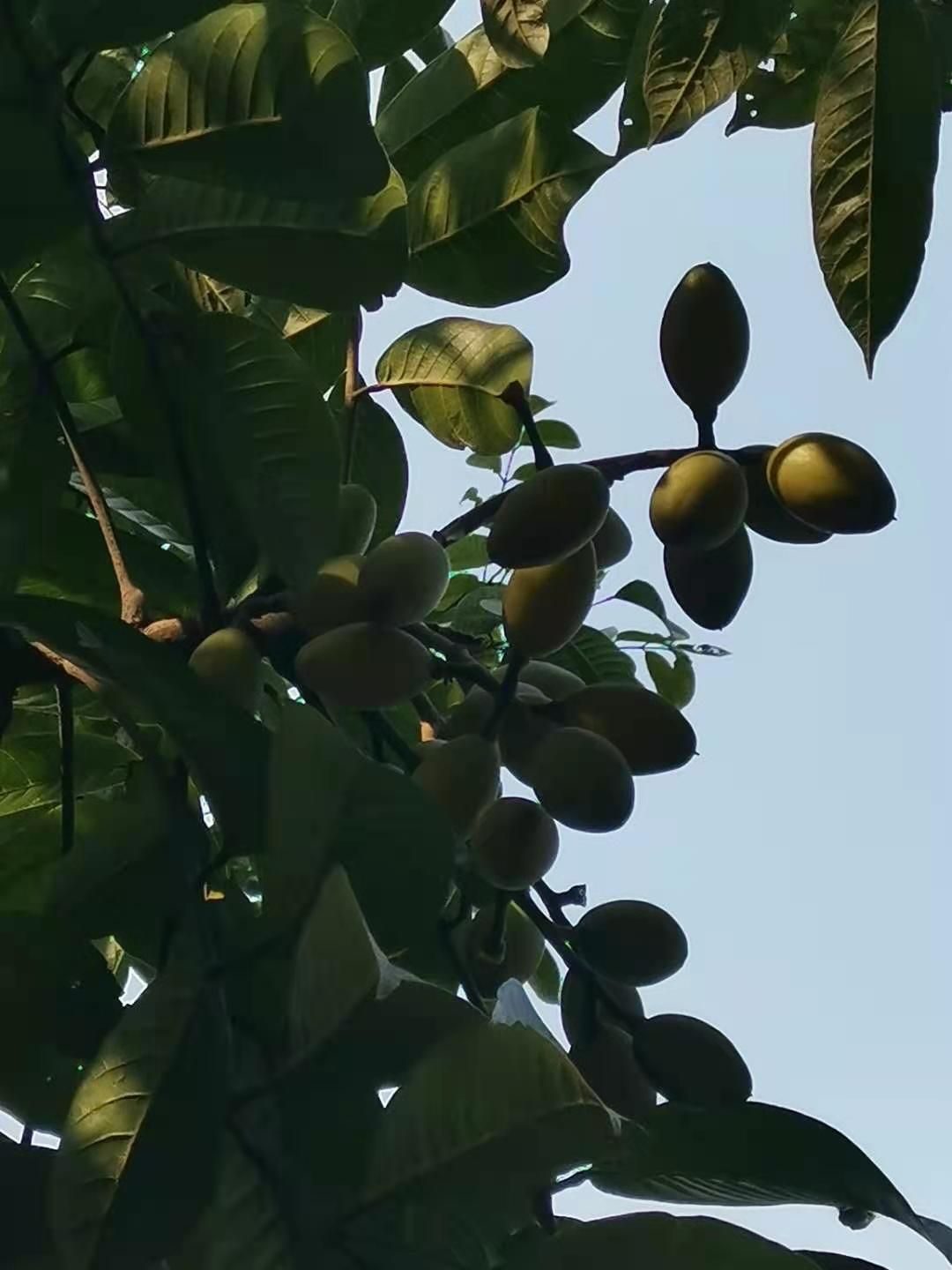 干青果本地橄榄（干果）