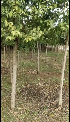 大叶冬青 大叶女贞