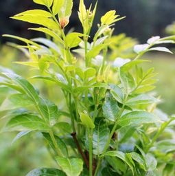 供应贵州藤茶苗四川藤茶苗云南藤茶苗批发零售品种纯正