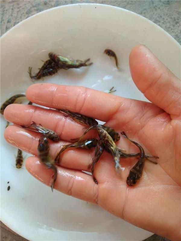 黄骨鱼苗  产地直供 杂交黄 骨鱼苗  黄骨水花  黄辣丁 现货直供