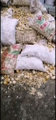 夏县玉米渣  营养成分特别高，可代替所有玉米