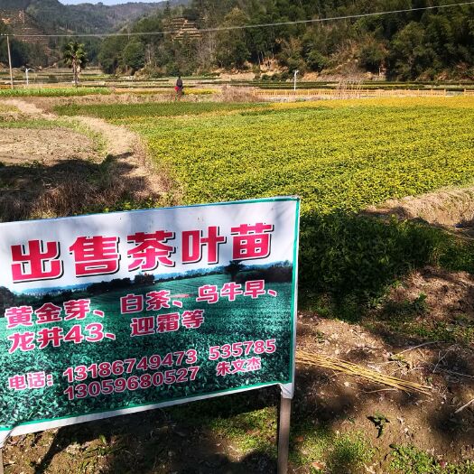 遂昌县茶树苗  白茶