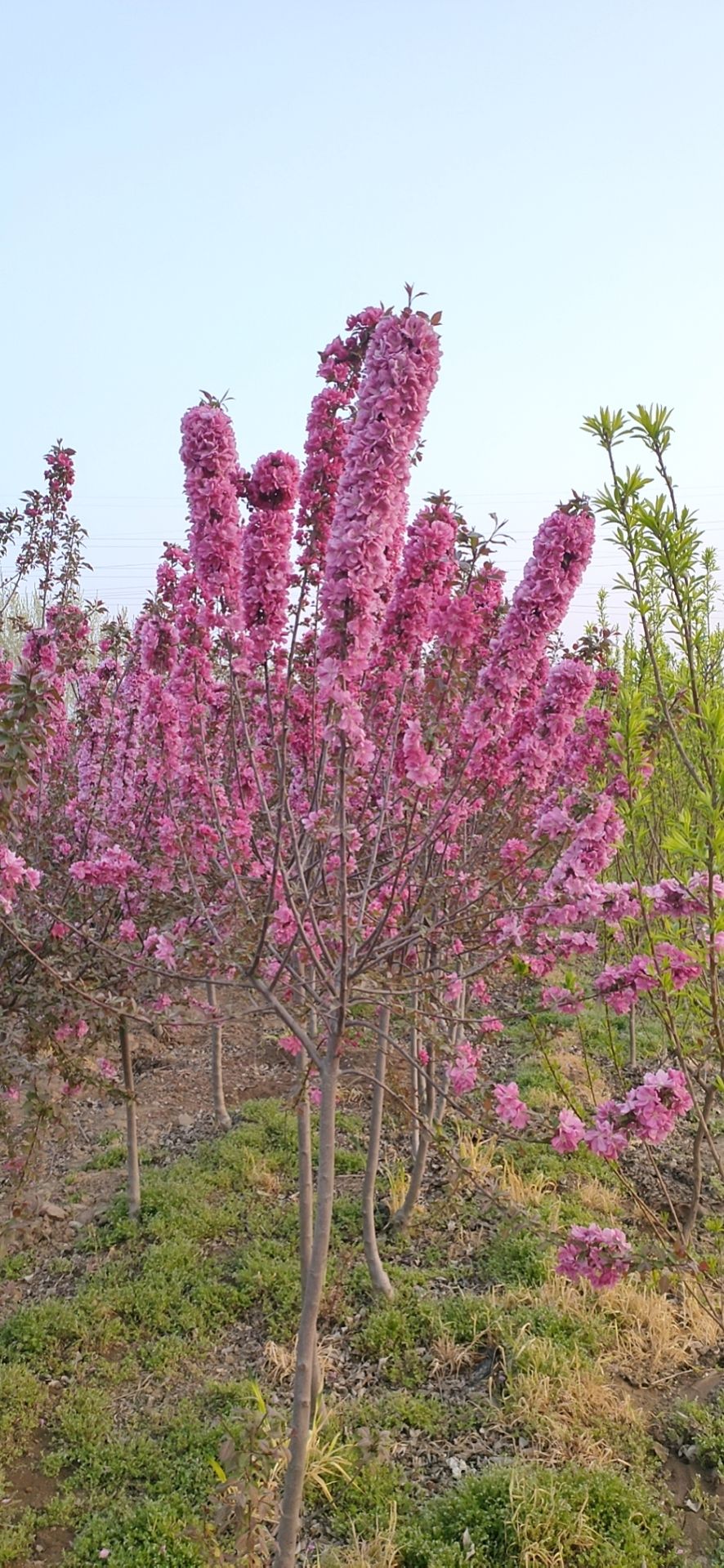 高原之火海棠 北美海棠