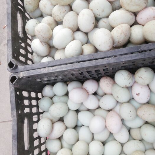 江油市红心鸭蛋 绿壳鸭蛋自产自销