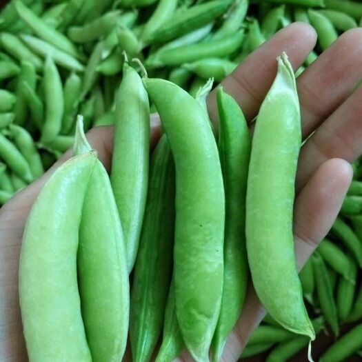 如皋市甜豌豆 甜，脆，天然绿色食品
