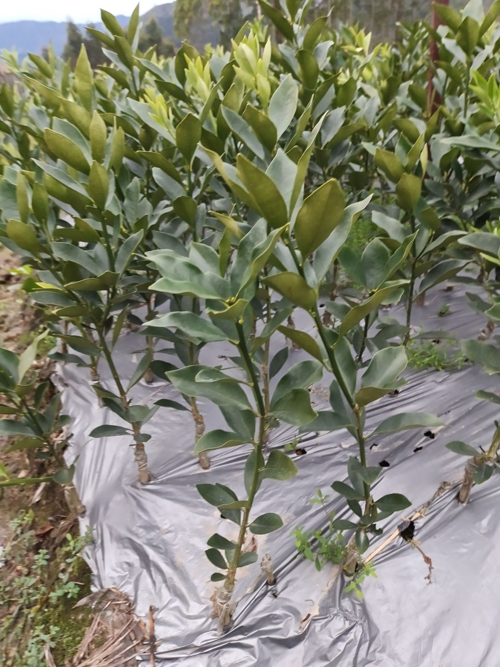 [青金桔苗批发]青金桔苗 嫁接苗 裸根苗 价格20元/株 - 惠农网