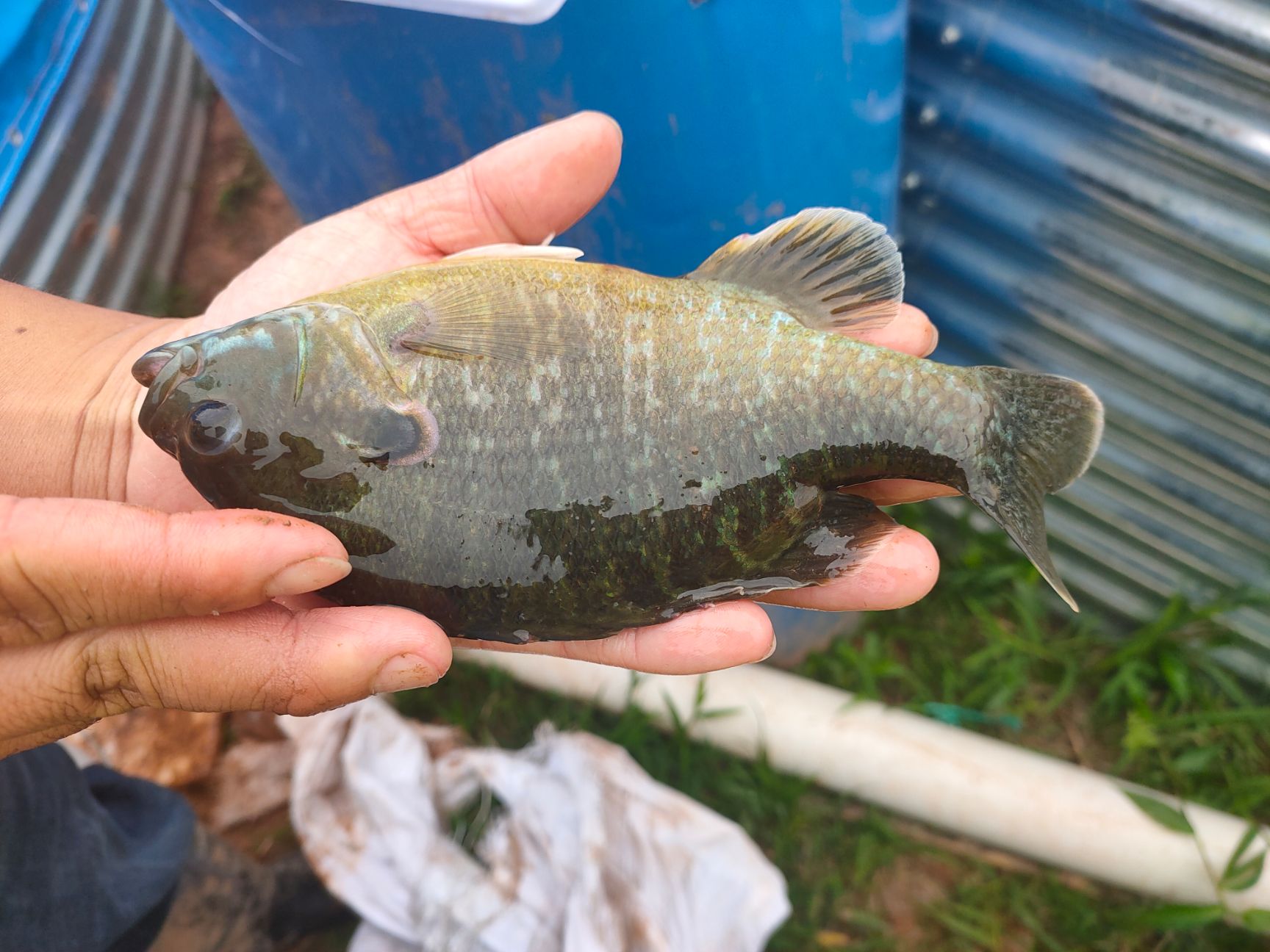 广东佛山黑刺盖太阳鱼 现在我的金边太阳鱼,3.3两到4.8两,5千斤左右