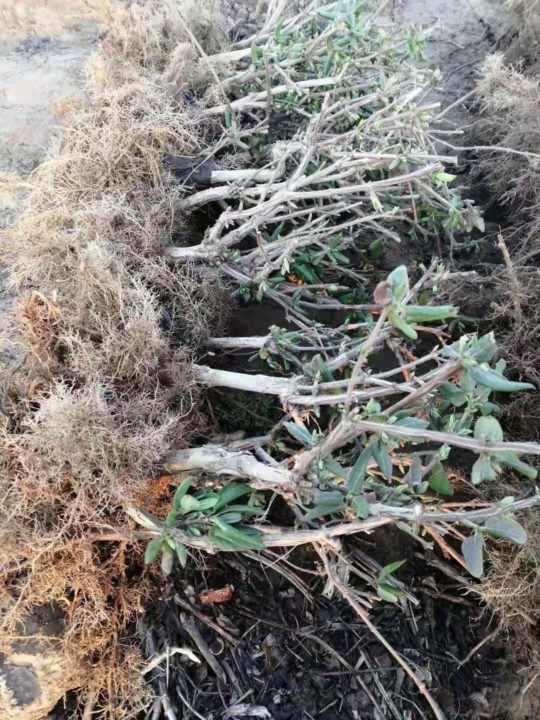 大毛花金银花苗  河南封丘金银花苗一公分以上大苗 大毛花品种