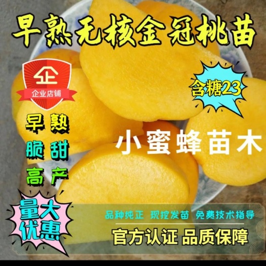 砀山县黄金密新1号桃苗  两年嫁接成苗，早熟晚熟，品种有锦绣。金黄后，黄金蜜，