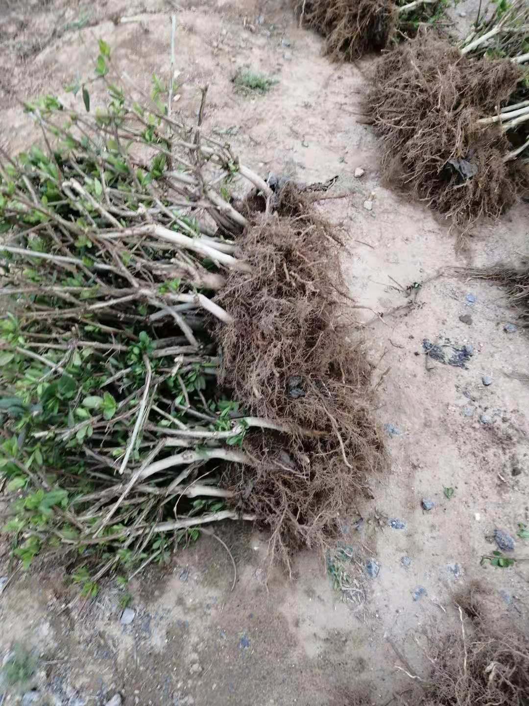 大毛花金银花苗  河南封丘金银花苗一公分以上大苗 大毛花品种