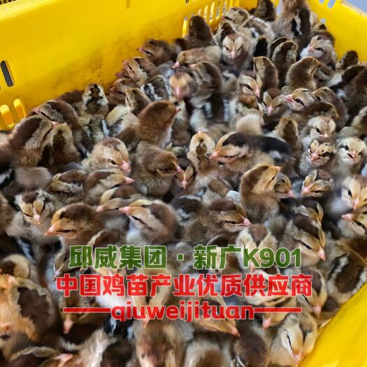 仁怀市K9鸡苗 厂家直销，假一赔十，包打疫苗，承包运输风险！