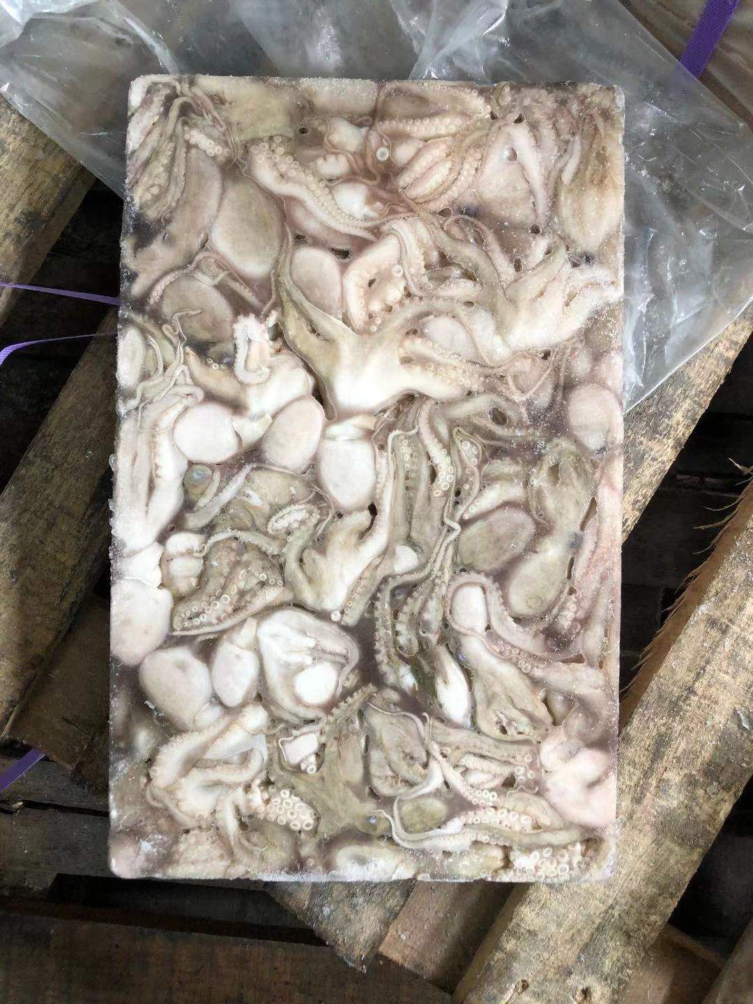  章鱼八爪鱼马来西亚章鱼批发一手货源