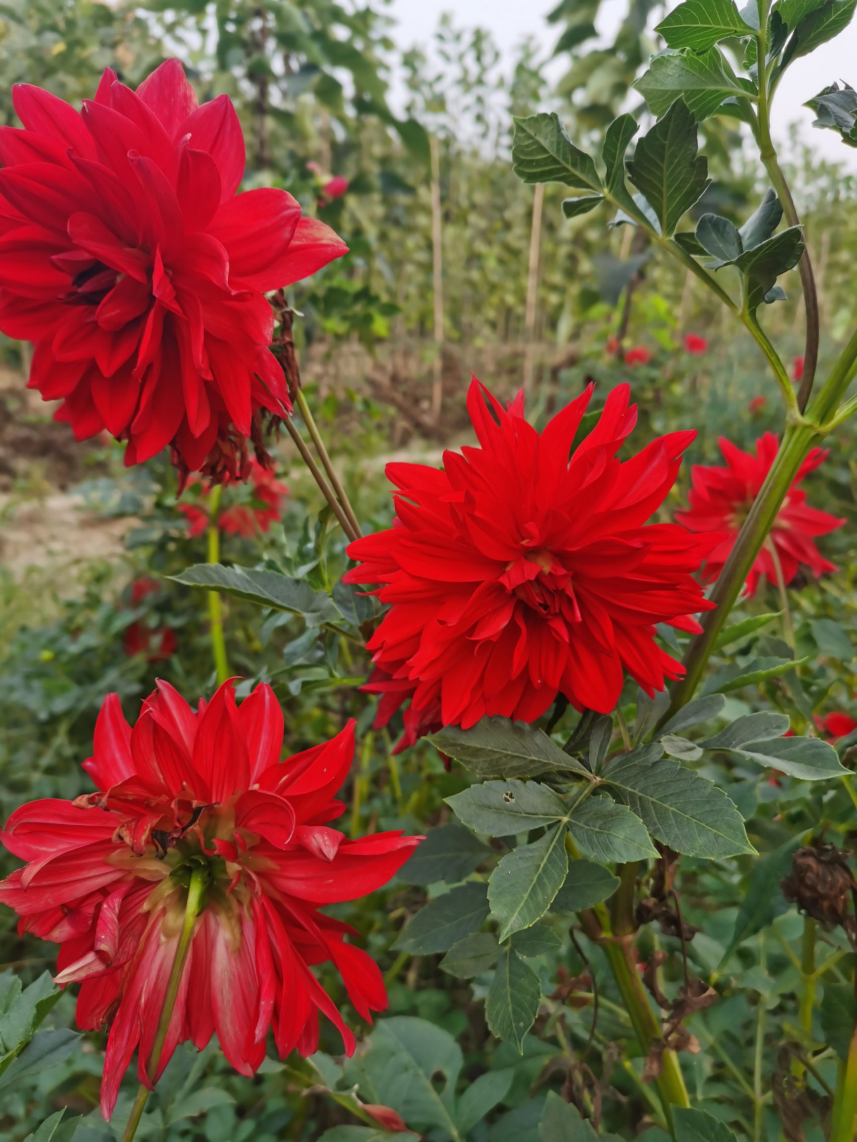 大丽花苗  大丽花种子，