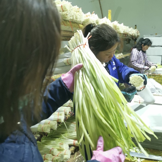 彌勒市 云南精品韭黃