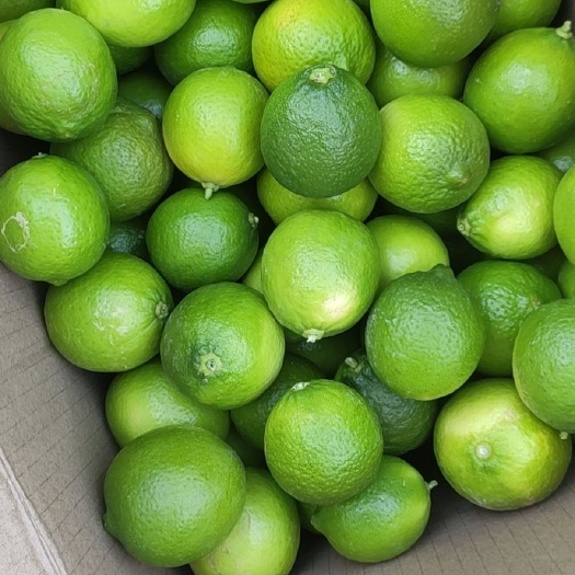 博罗县香水柠檬  青柠檬无籽