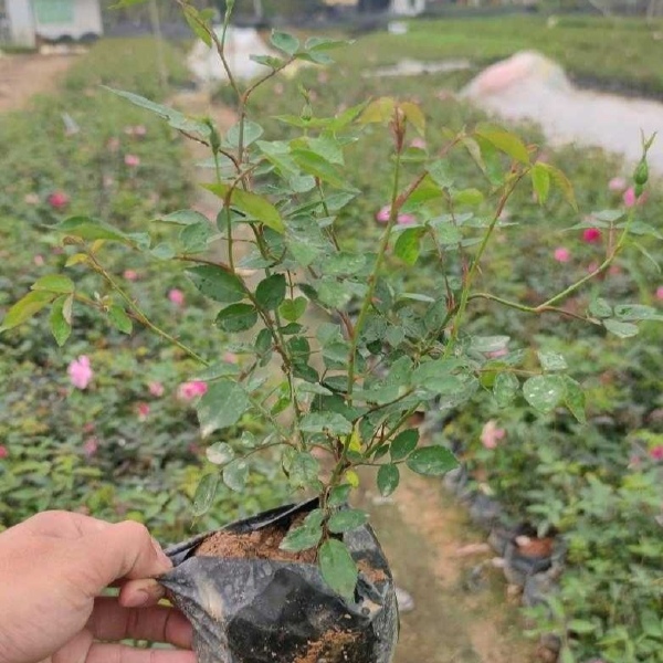 丰花月季 月月红 基地直销 量大从优