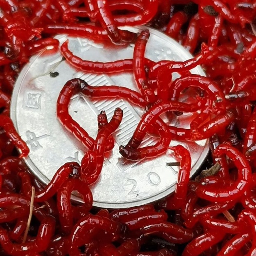 一手鲜活红虫   特大号   大号  个头大   活力足