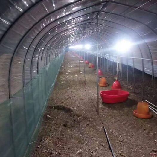 沭阳县养殖大棚热镀锌椭圆钢管农业半坡连体养殖种植蔬菜花卉简易825