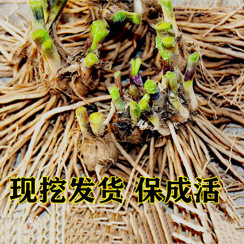 现挖韭菜根一年新根农家大面积种植保成活
