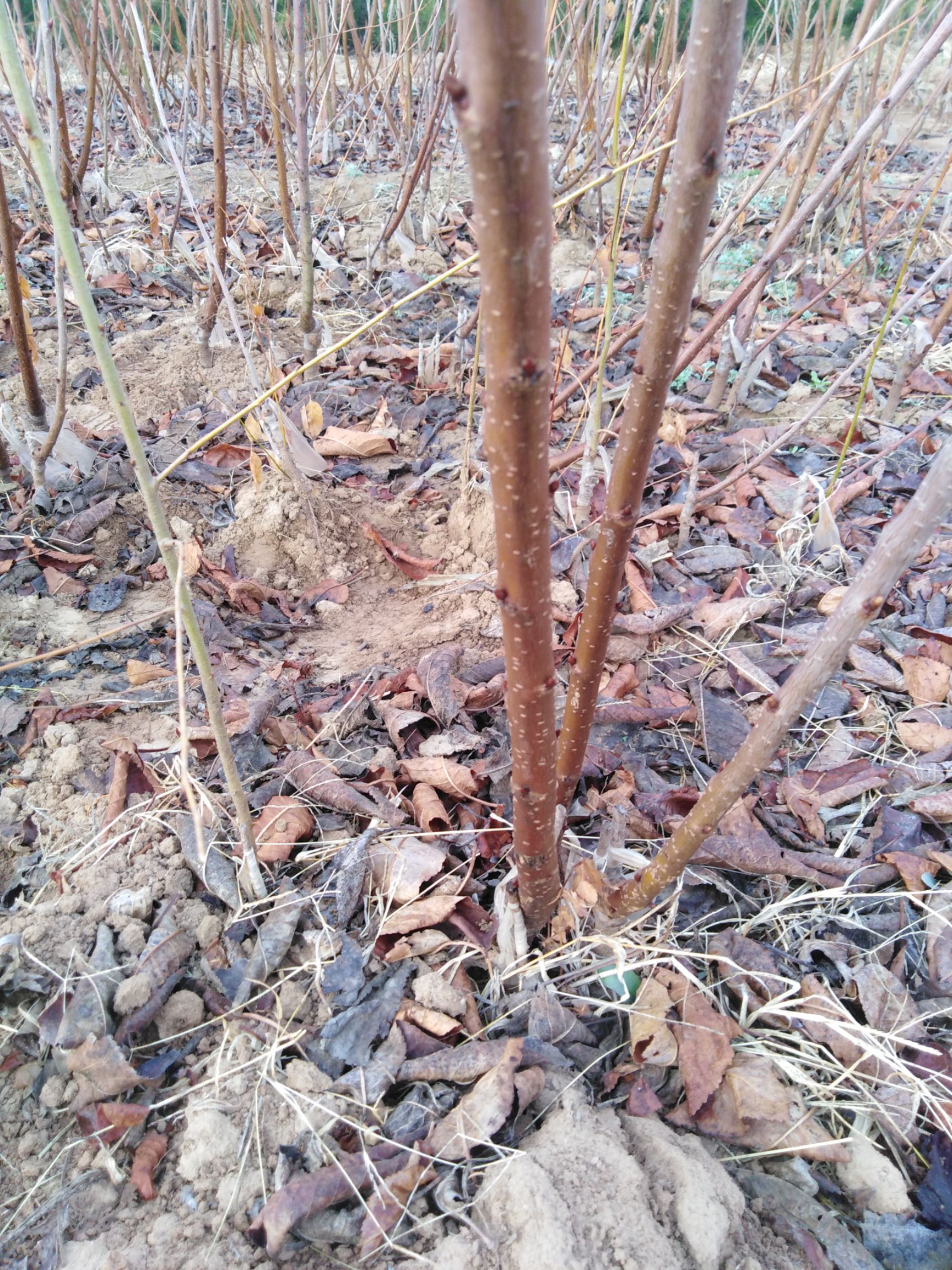 红妃樱桃苗,俄罗斯8号樱桃苗 车厘子大樱桃苗基地直销品种保证