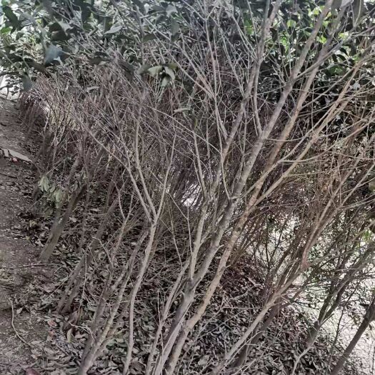 沭阳县黄金桂花树 原生苗木桂花树