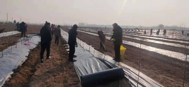  防草布果园抗老化园艺地布果树透水遮草盖草布透气大棚除草布