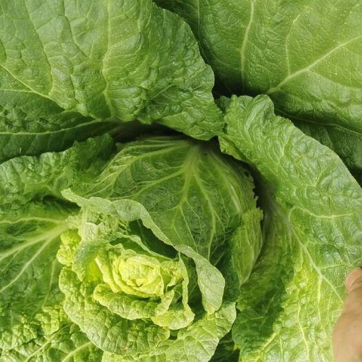 昆明黄心大白菜 保证质量