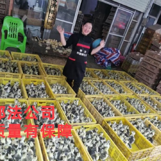 南宁狮头鹅苗  大种狮头鹅包打好疫苗，孵房直销