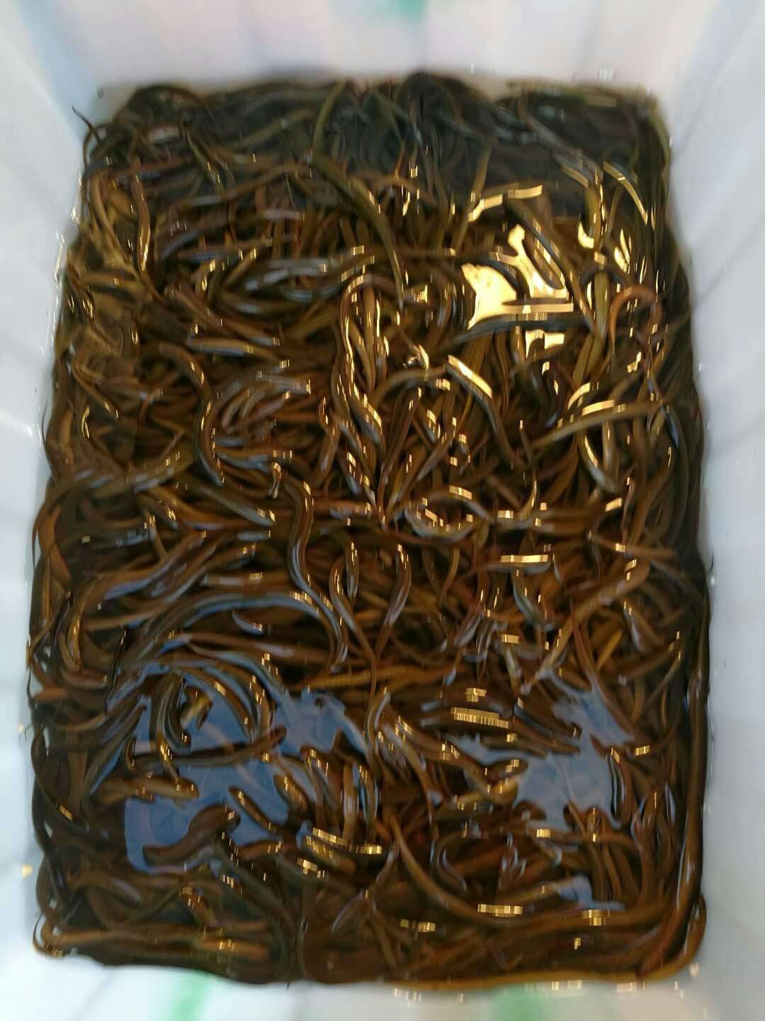 黄鳝苗，各种规格黄鳝苗，提供养殖技术服务，量大可以免费送货。