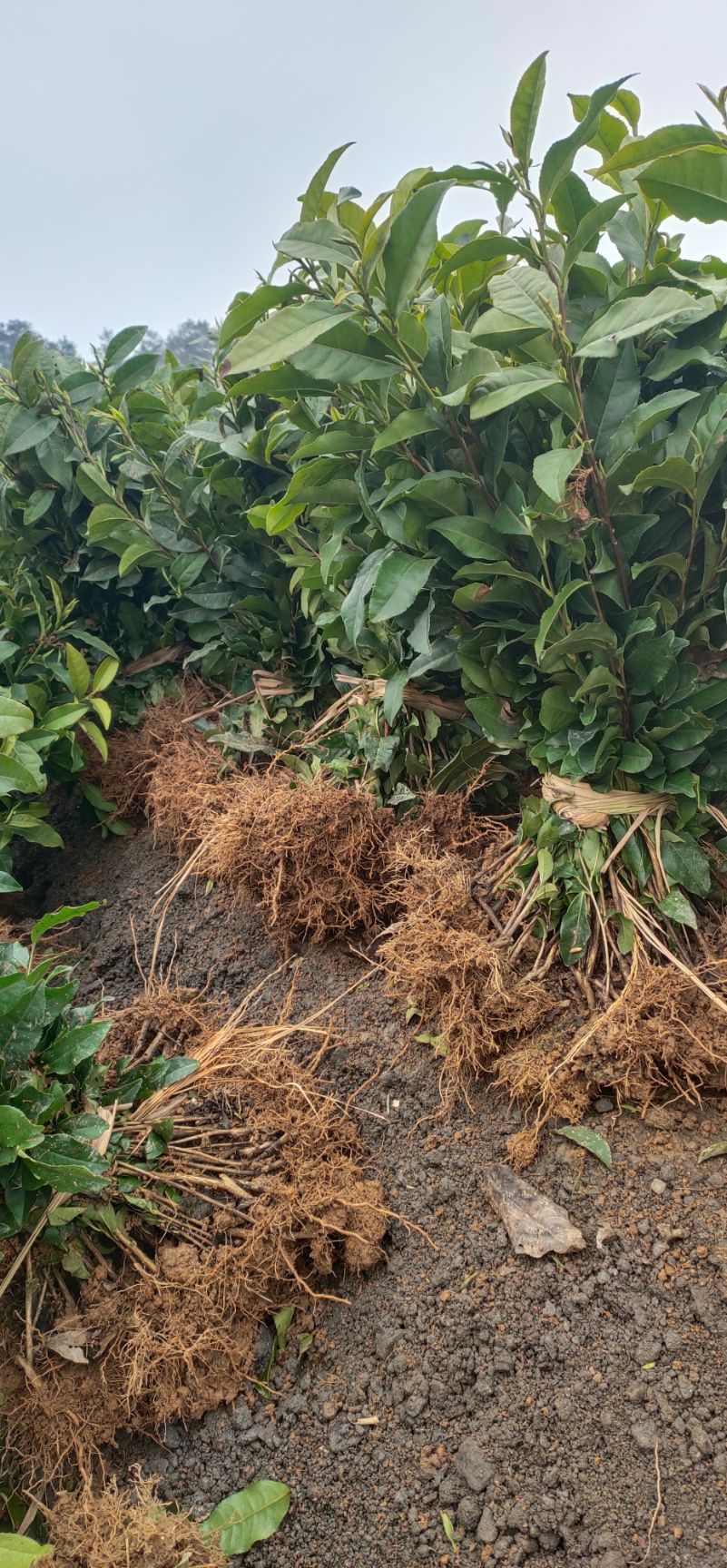 茶树苗 福鼎白茶.名选131福选九号