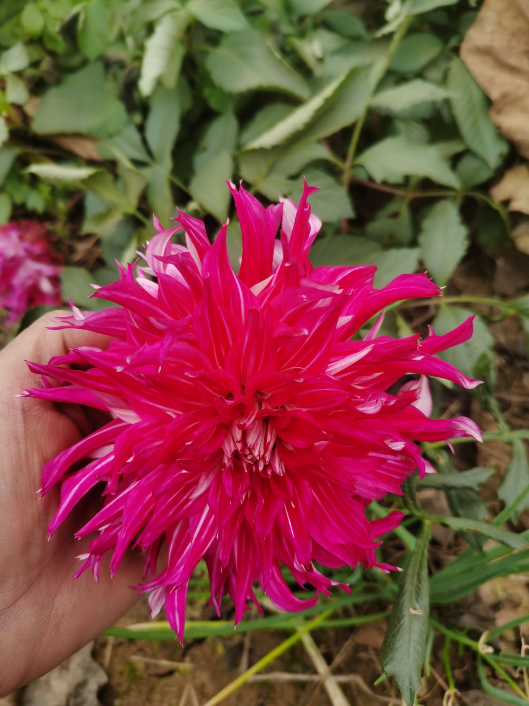 大丽花苗  大丽花种子，