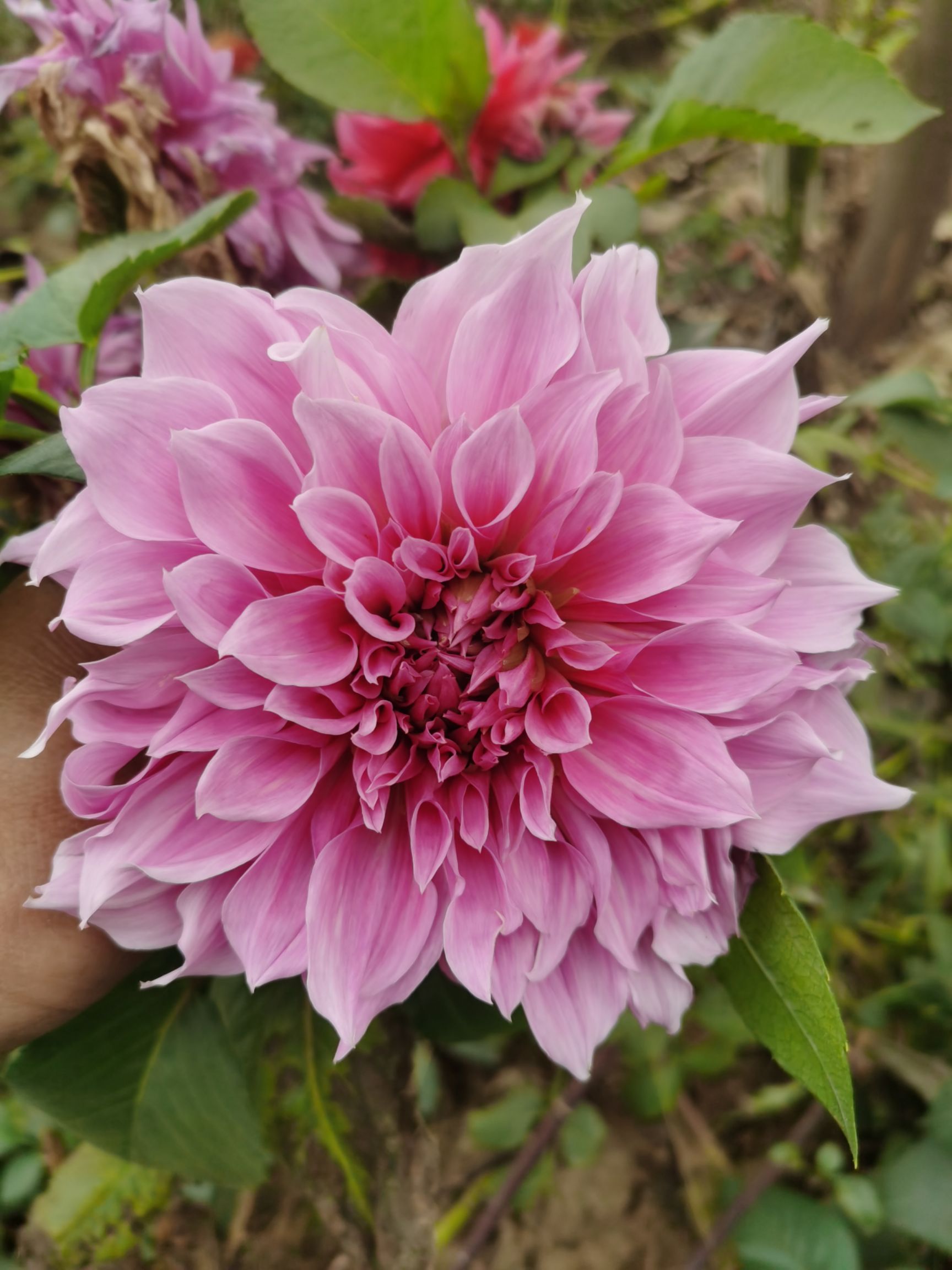 大丽花苗  大丽花种子，