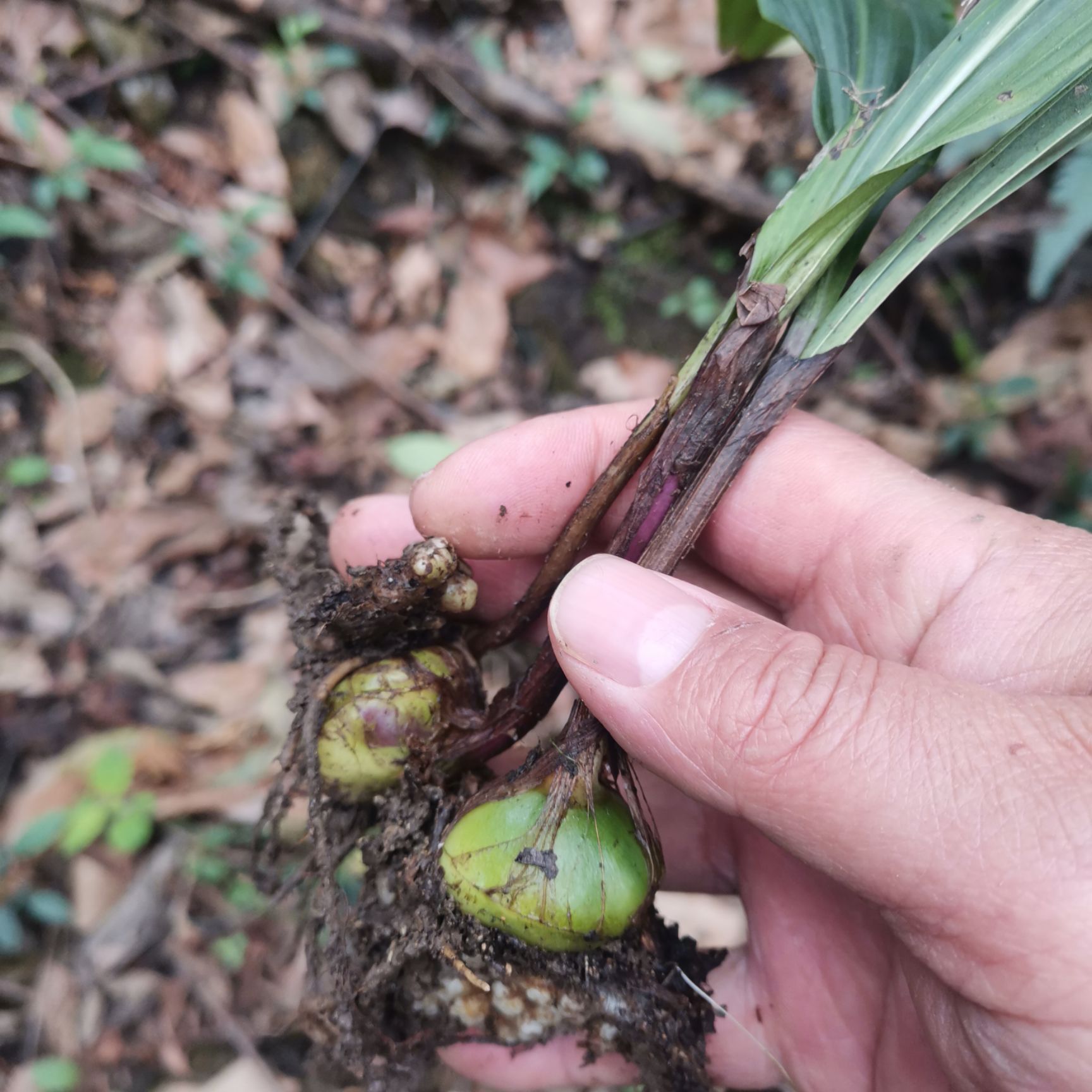 山慈菇 贵州黔东南本地毛慈菇