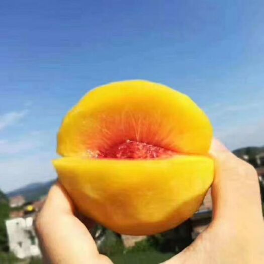 中方县黄金蜜  桃花四散飞，桃子压枝垂寂寂青阴里，幽人举步迟