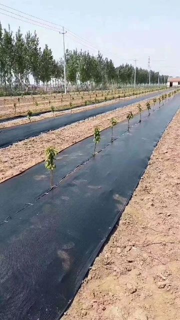  防草布果园抗老化园艺地布果树透水遮草盖草布透气大棚除草布
