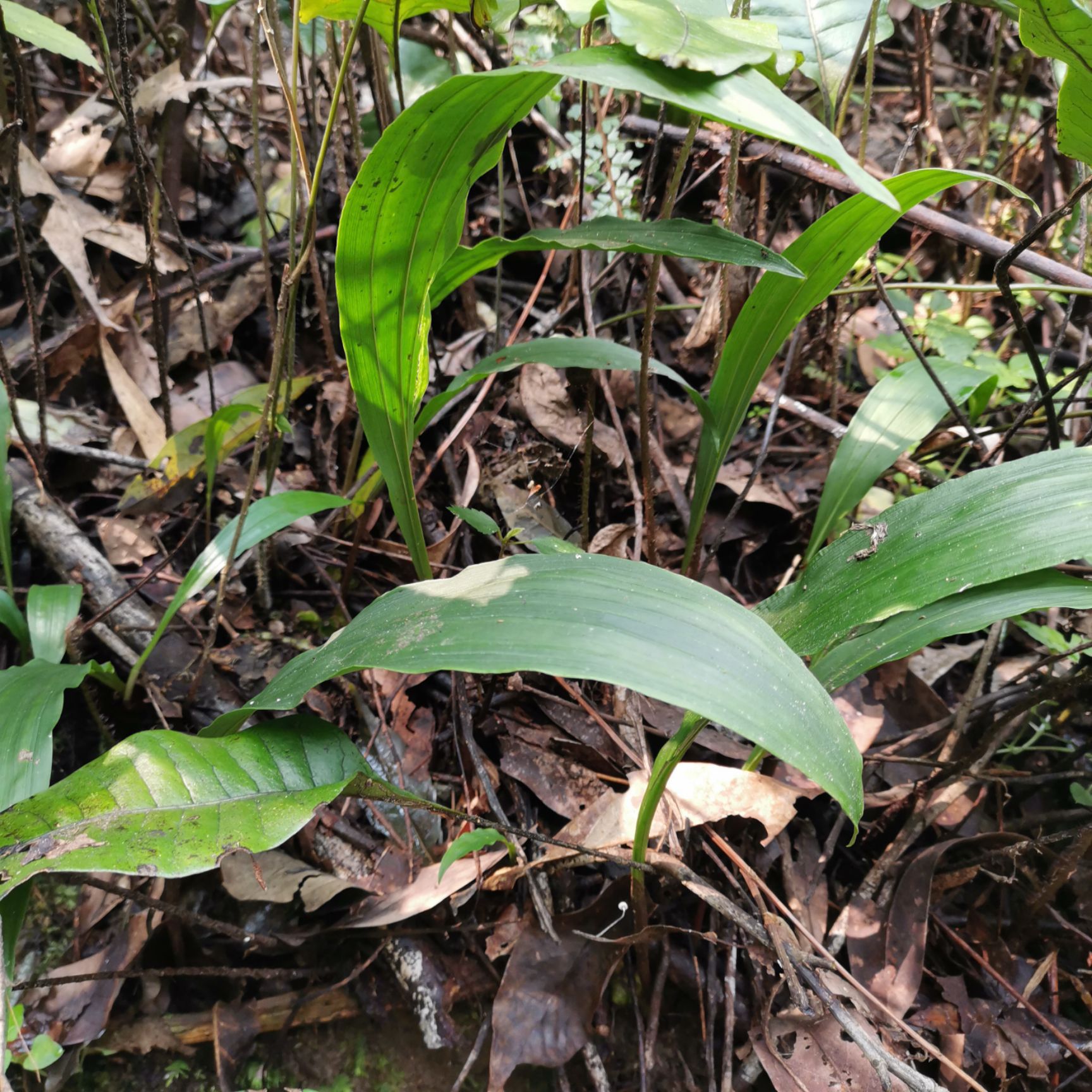 山慈菇 贵州黔东南本地毛慈菇