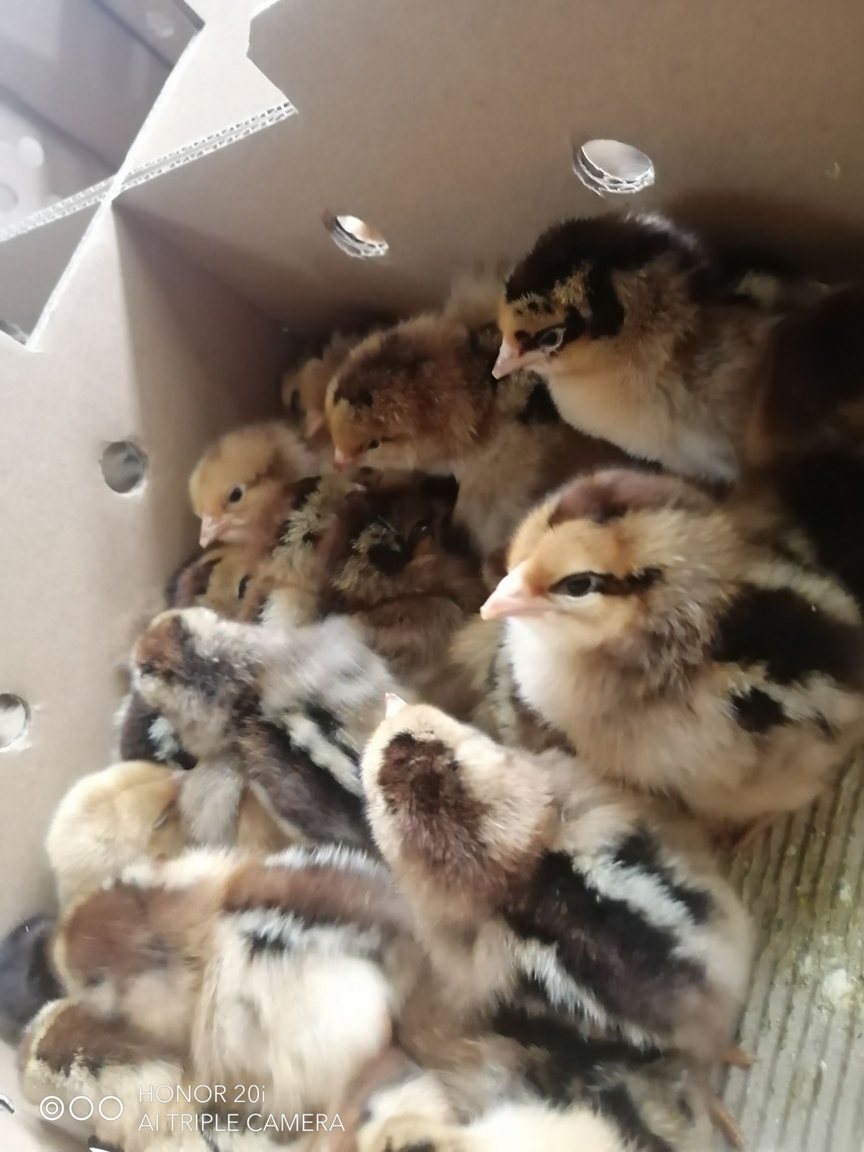 K9鸡苗  新广K901，存活率高，品质优良，包打第一针疫苗