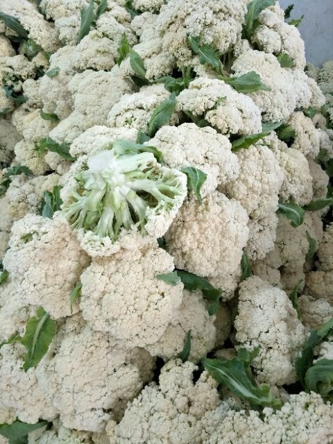 沛县白花菜花 散花大量上市。