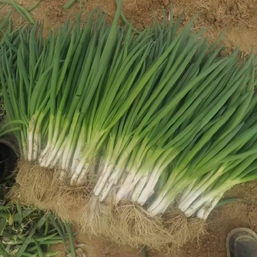 菏泽香葱  产地直销