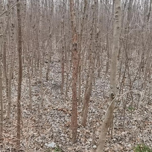 郯城县 205国道边上流苏树，油根子，高杆，15万棵左右，带地出售。