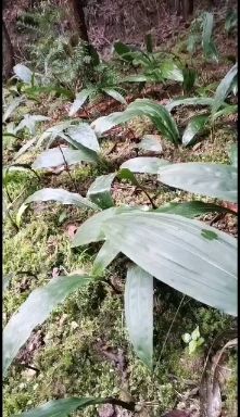 山慈菇 贵州黔东南本地毛慈菇